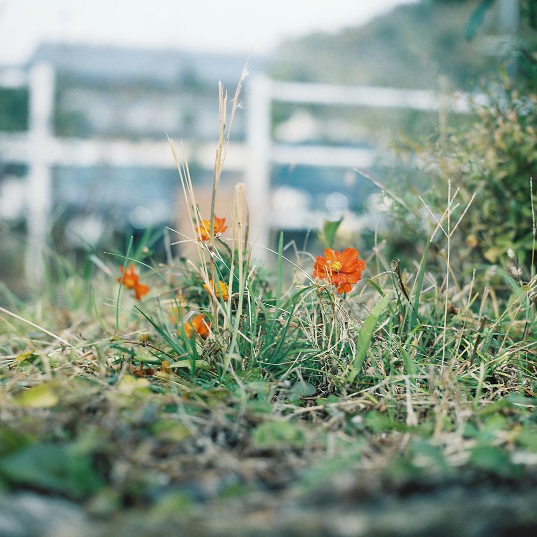 フィルムカメラ Hasselblad 500C/M Planar T 80mm f2.8