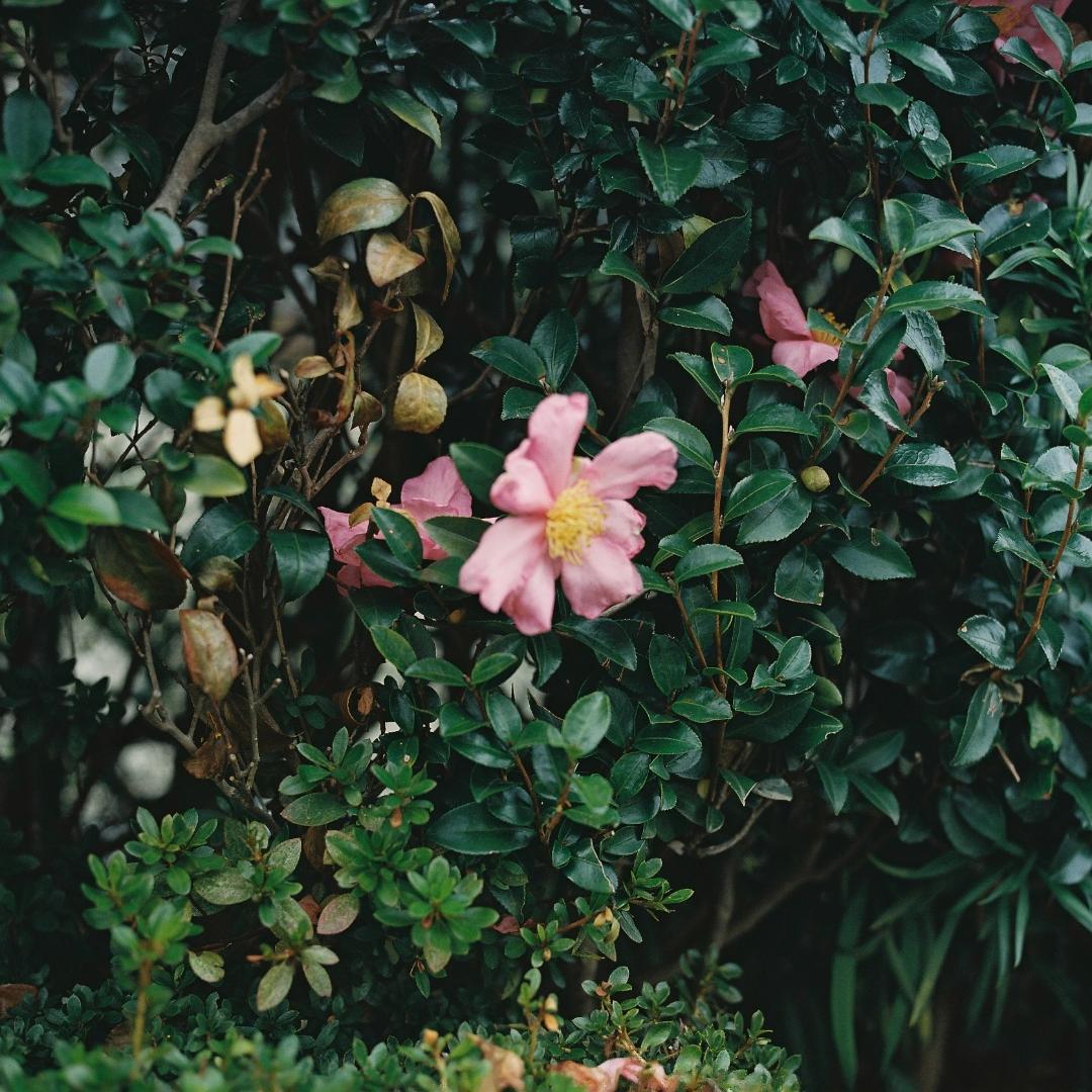 フィルムカメラ Hasselblad 500C/M Planar T 80mm f2.8