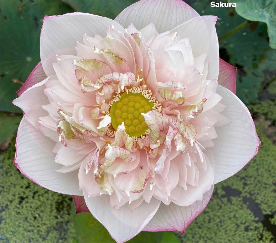 ぱんださんからまとめ