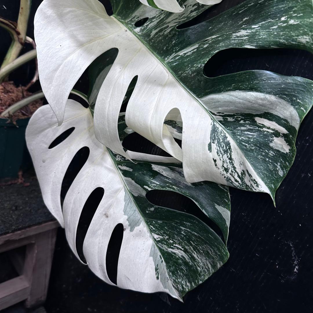 s*9様 斑入りモンステラ ホワイトタイガー極美大株77cm白斑多