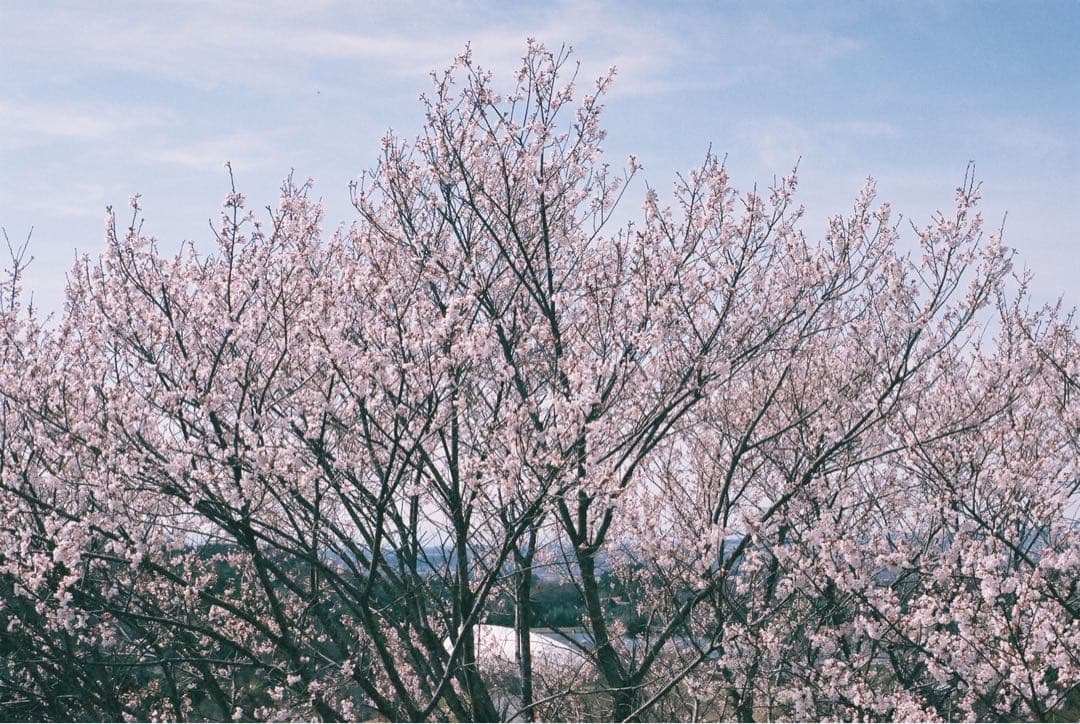 ミノルタ　XD-S ボディ　作例あり