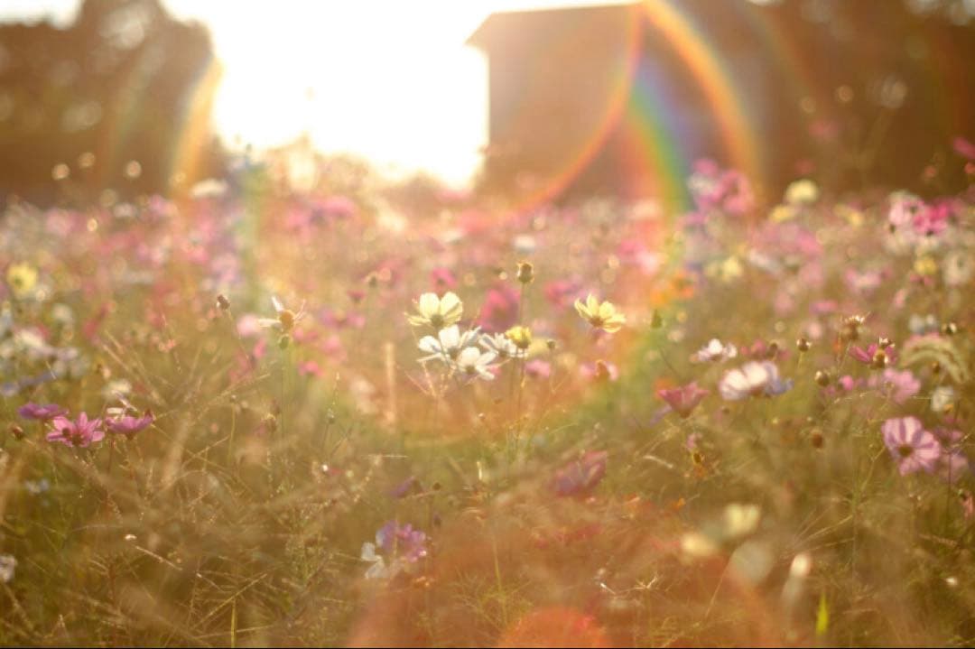 【美品】Super Takumar 55mm f1.8 前期型 m42マウント