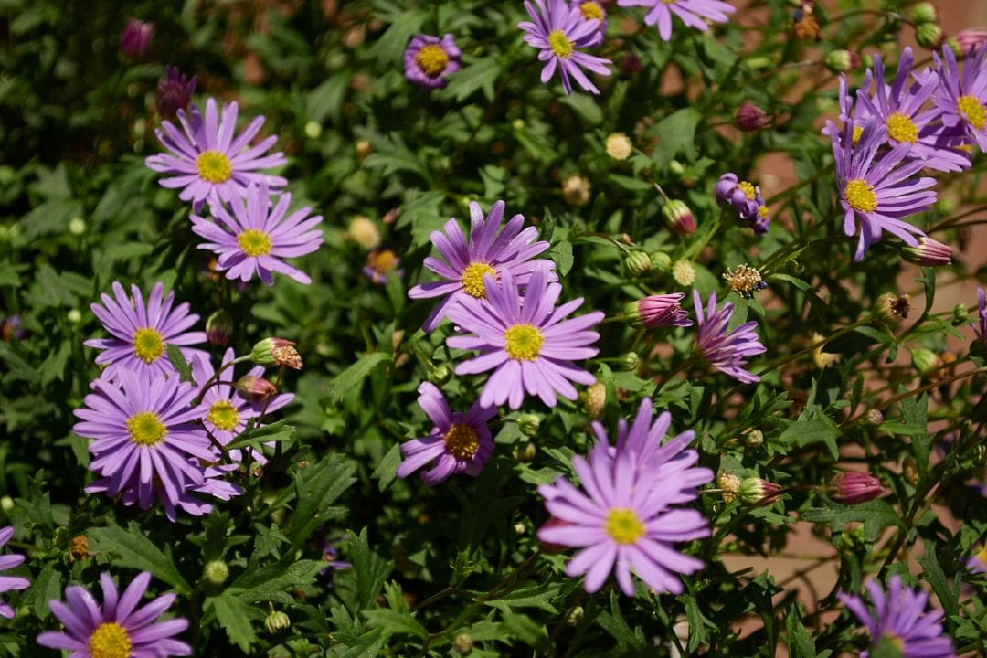 レンズ(ズーム) Nikon AF-S DX 18-55 f3.5-5.6G VR #L95