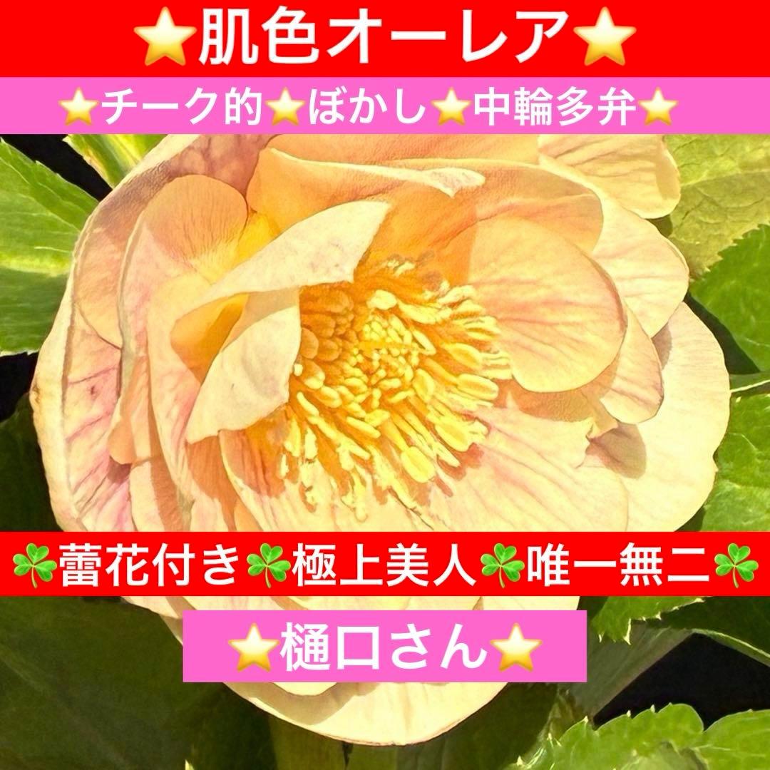 N*所様 3591☘️蕾花付き☘️極上美人☘️唯一無二☘️⭐️肌色オーレア⭐️チ