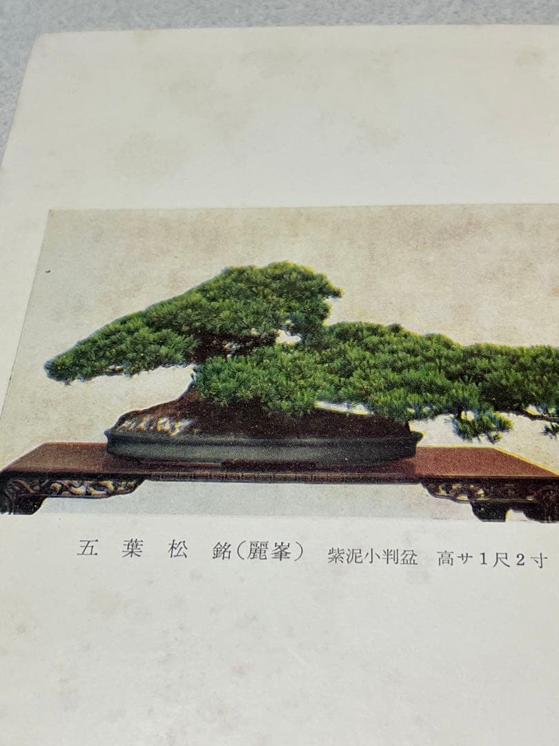 記念帖　盆栽　盆栽鉢　水石