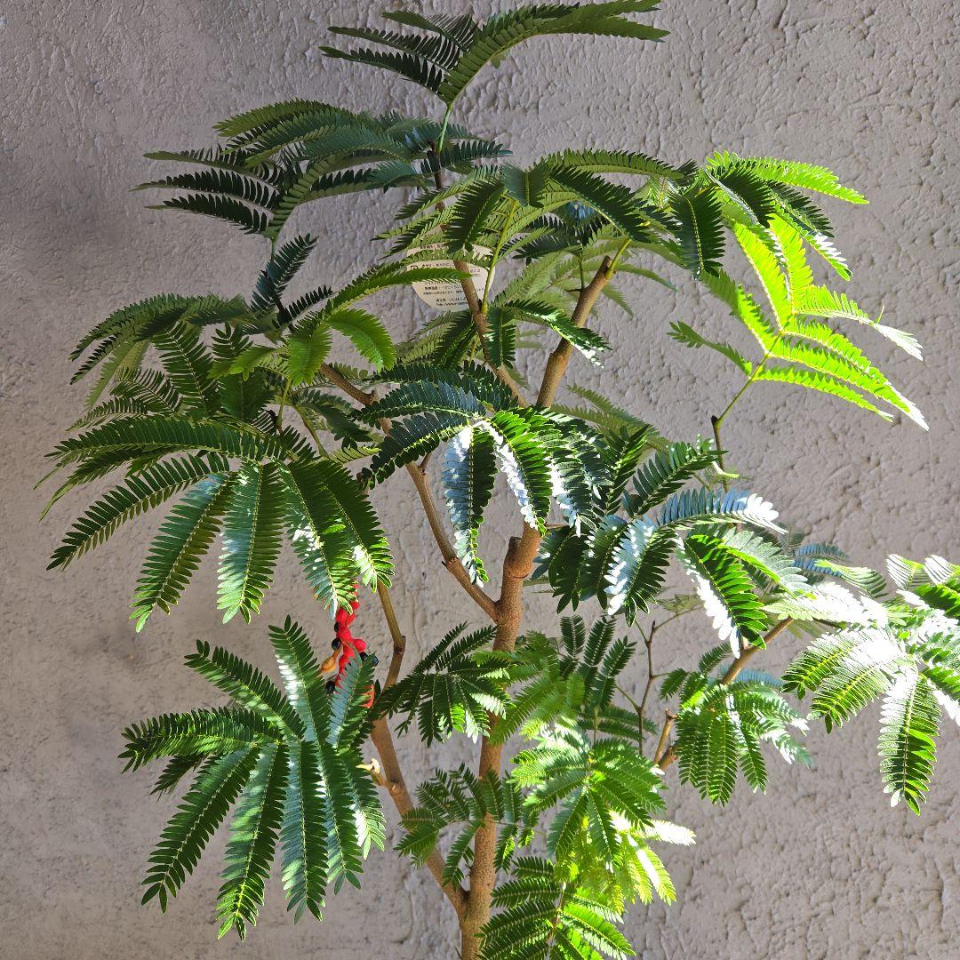 ④　エバーフレッシュ　8号特大苗木最高等級極上品‼️　極太