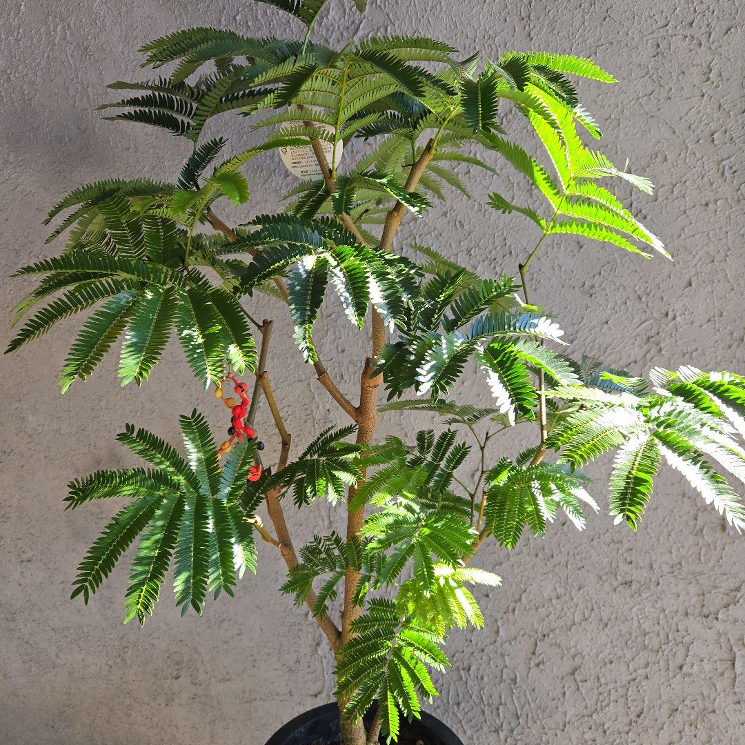 ④　エバーフレッシュ　8号特大苗木最高等級極上品‼️　極太