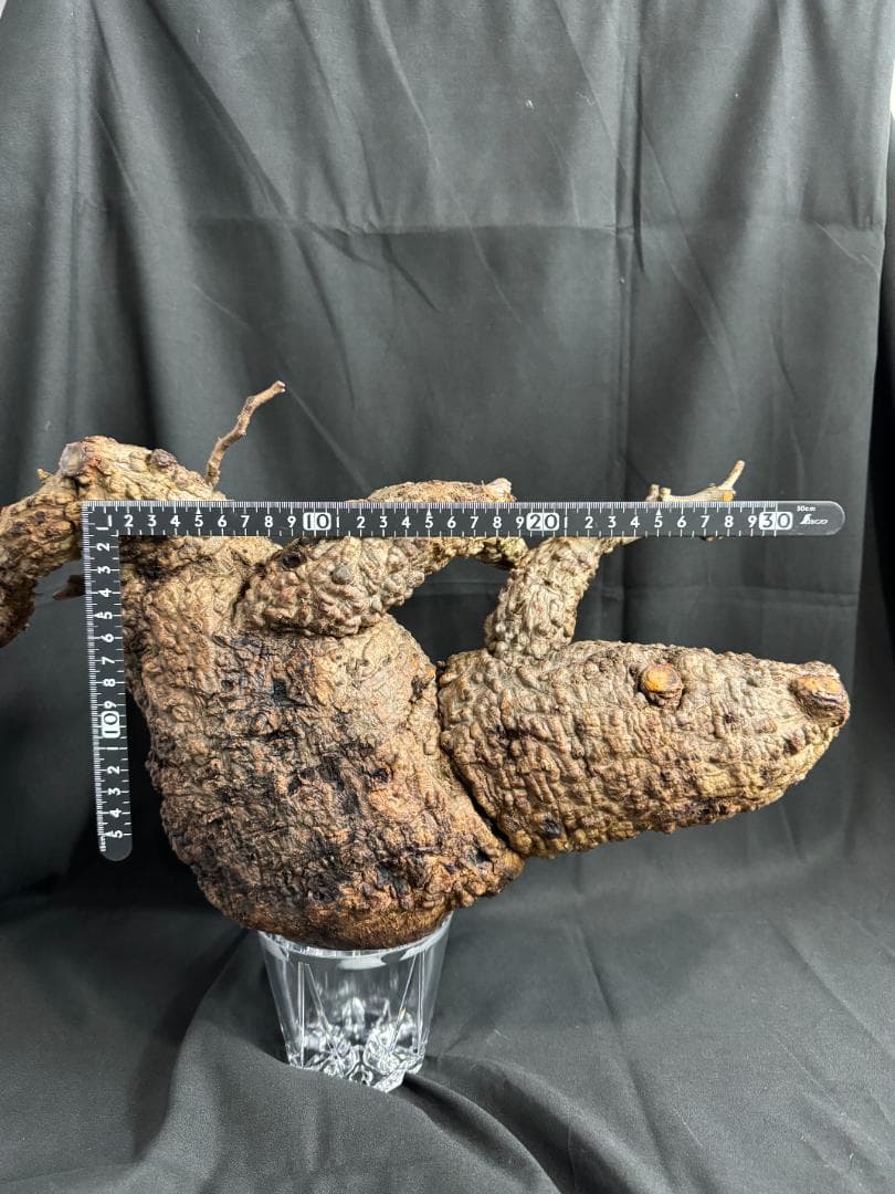 オペルクリカリアパキプス　ベアルート　芽吹きあり