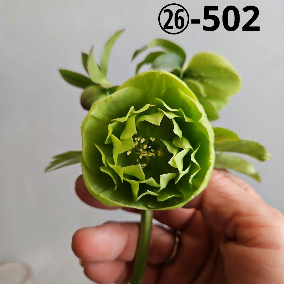 ㉖-502クリスマスローズ