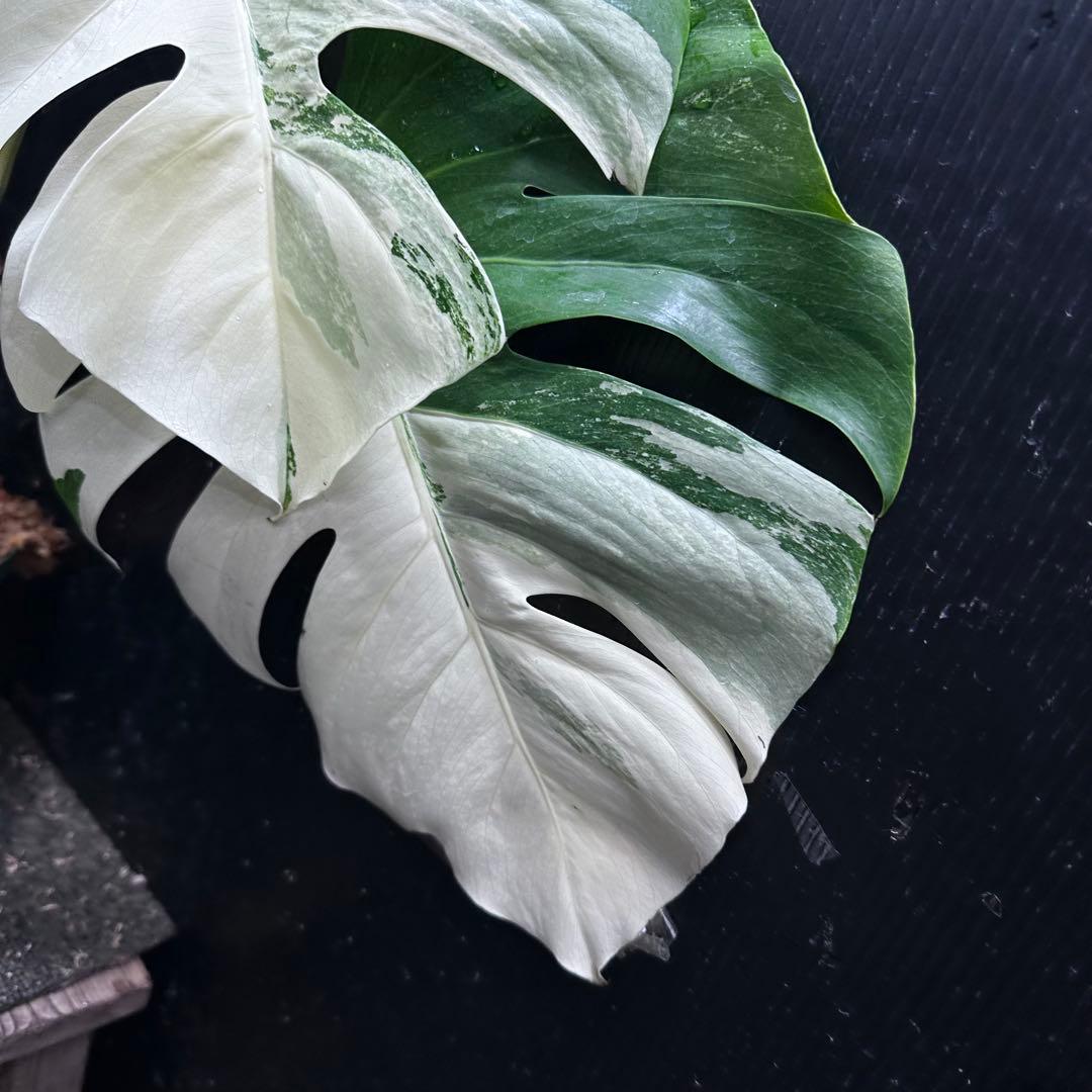 D*l様 斑入りモンステラ ホワイトタイガー極美大株56cm白斑多