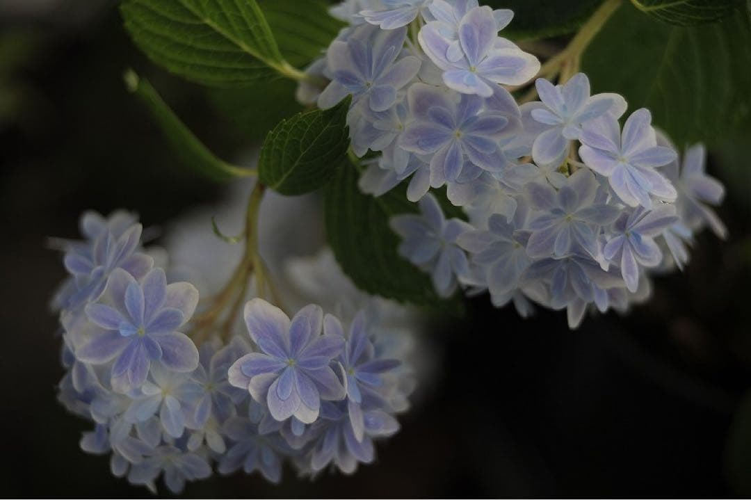 Leitz Wetzlar Hekror 10 cm f2.5 ニコン用