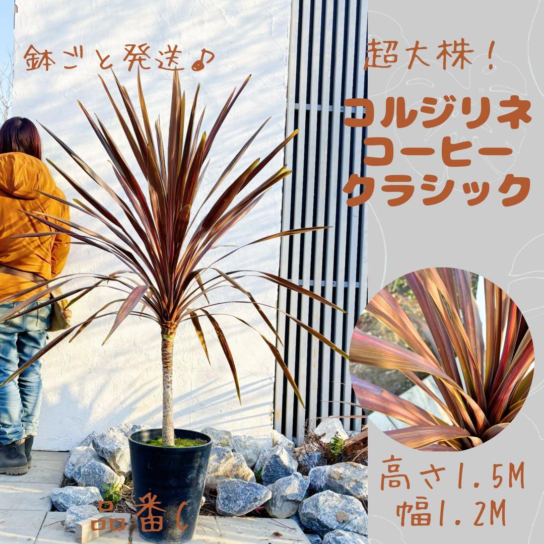 超大株！コルジリネ コーヒークラシック1.5M(鉢底から)品番C☆数量限定セール