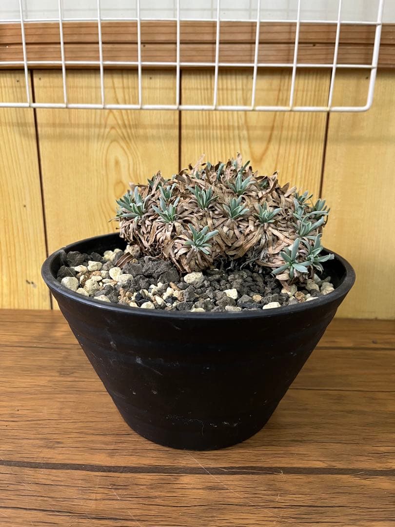 オトンナ　レトロルサ