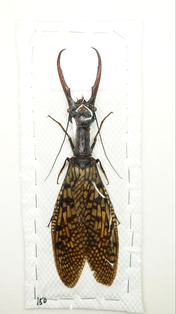 【わた】巨大！ヘビトンボ標本　15cm級