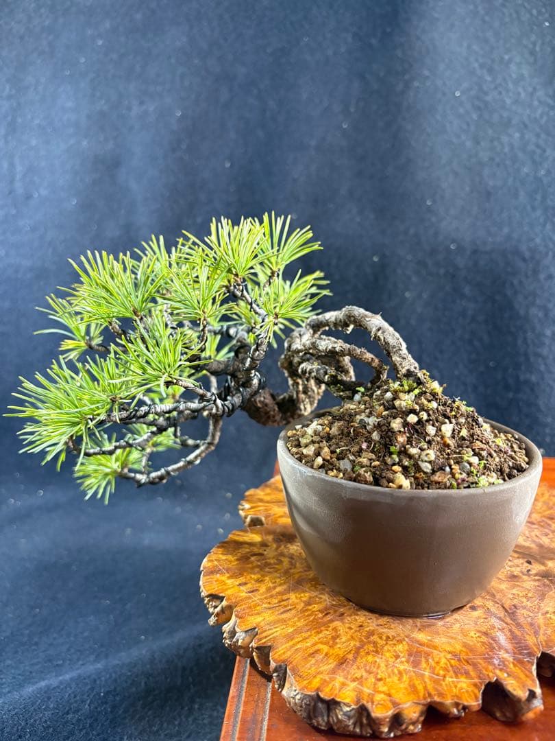 プチ盆栽、赤石五葉松、根上がり、懸崖作り 目立った傷や汚れなし