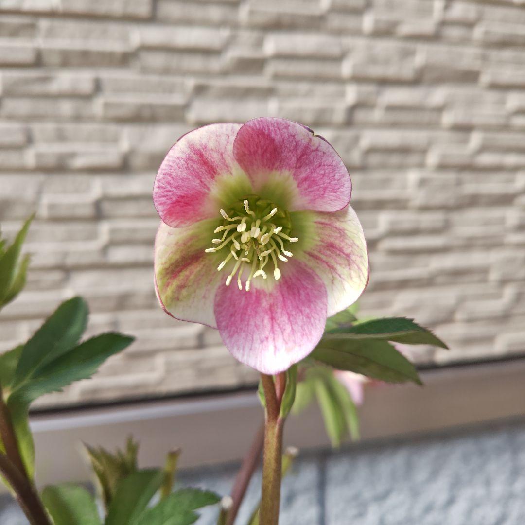 こ*ち様 クリスマスローズ 大和園 パステリッシュストレイン①