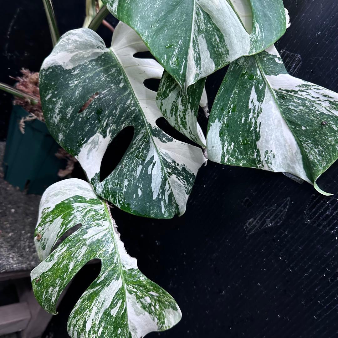 ひ*★様 斑入りモンステラ ホワイトタイガー極美大株52cm白斑多