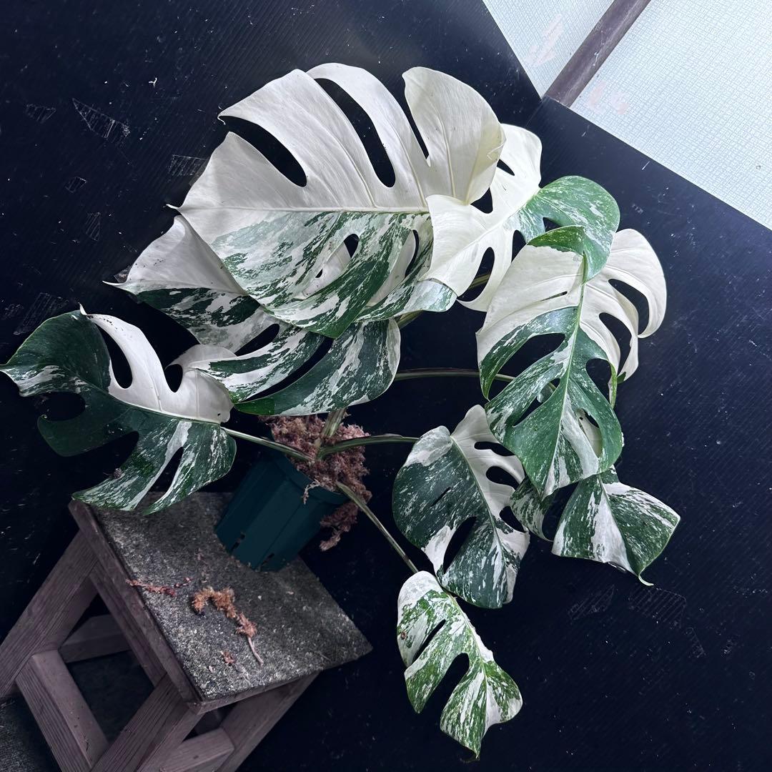 ひ*★様 斑入りモンステラ ホワイトタイガー極美大株52cm白斑多