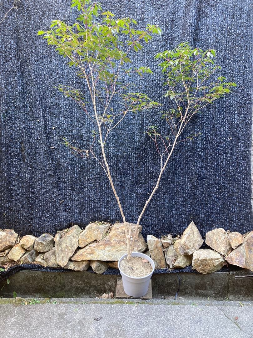 山採り　アセビ　馬酔木　約170センチ