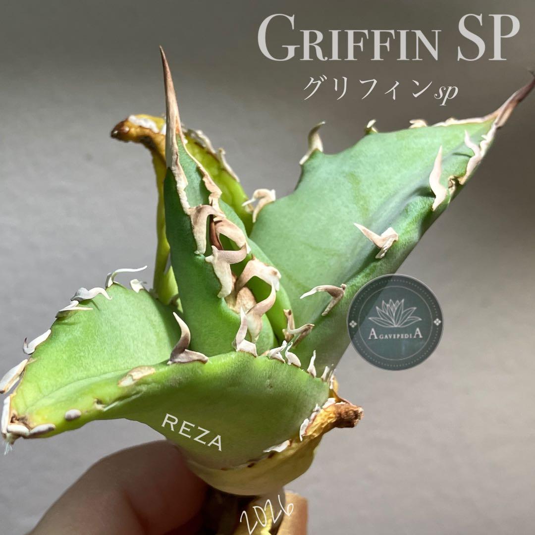 匿名配送【初売り】22 激レア　REZA産　イラン　アガベ　Griffin SP