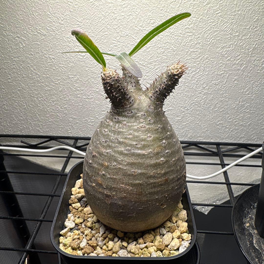 パキポディウム・グラキリス　まん丸　鉢ごと