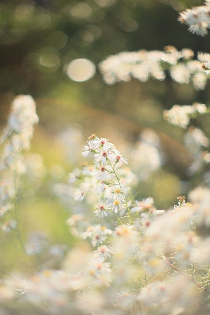 《希少》YASHICA AUTO YASHINON DS-M 50mm F1.4