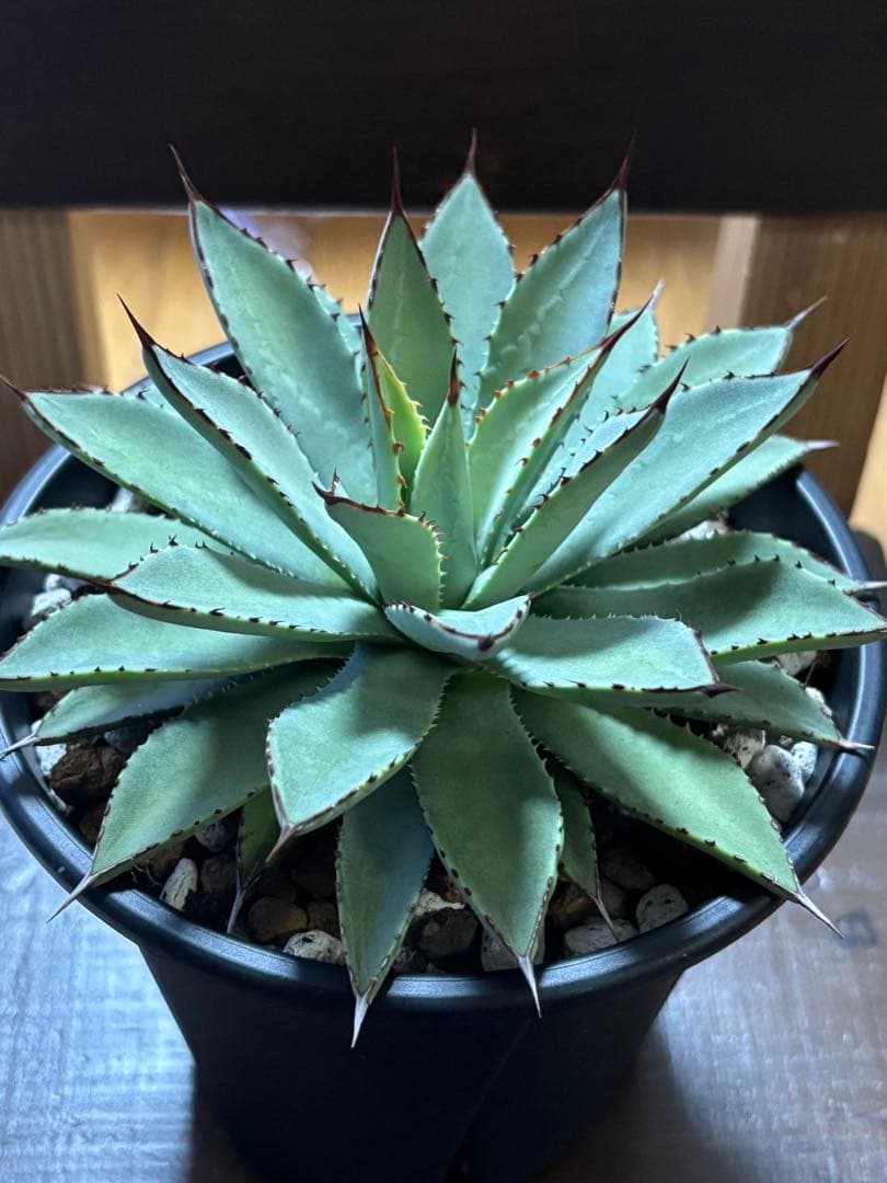 アガベハイブリッド　「ユタエンシス」×「マクロアカンサ」