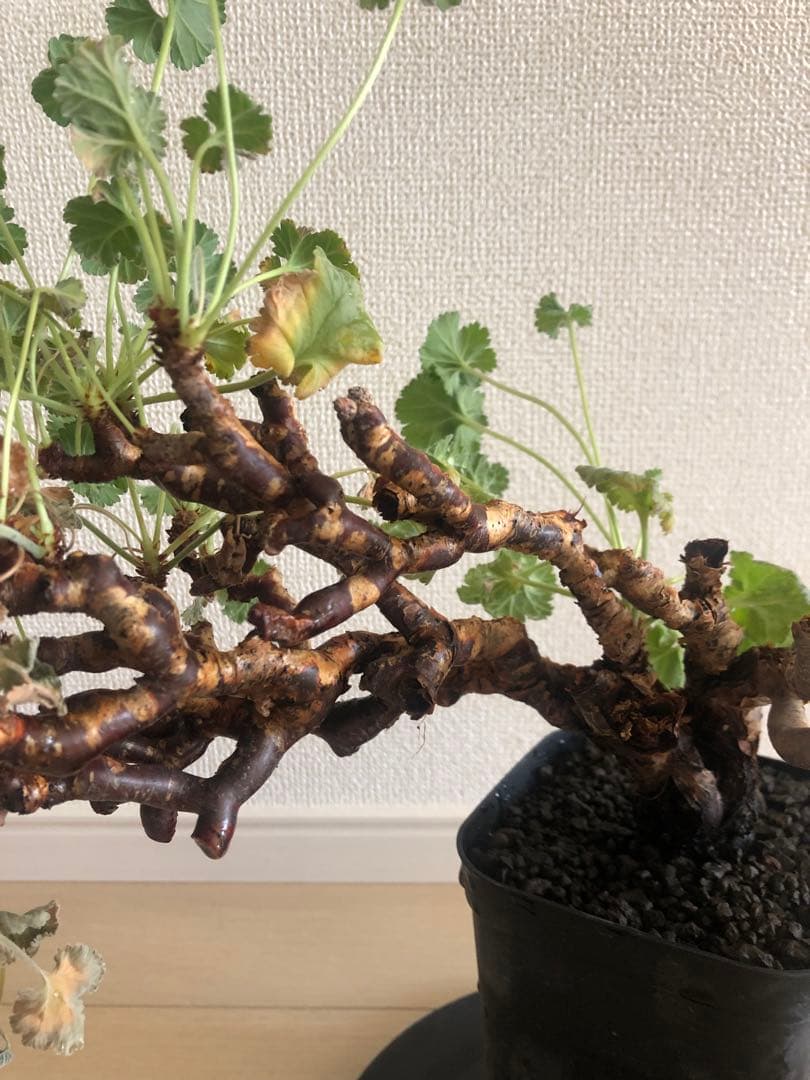 【塊根植物】ペラルゴニウムミラビレ現地株発根済み