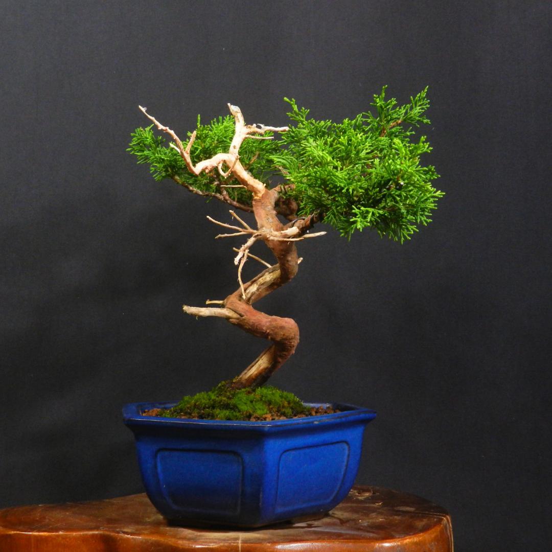 豆*郎様 【一起園芸】糸魚川真柏・小品盆栽◆人気盆栽樹・形良好な一品です◆