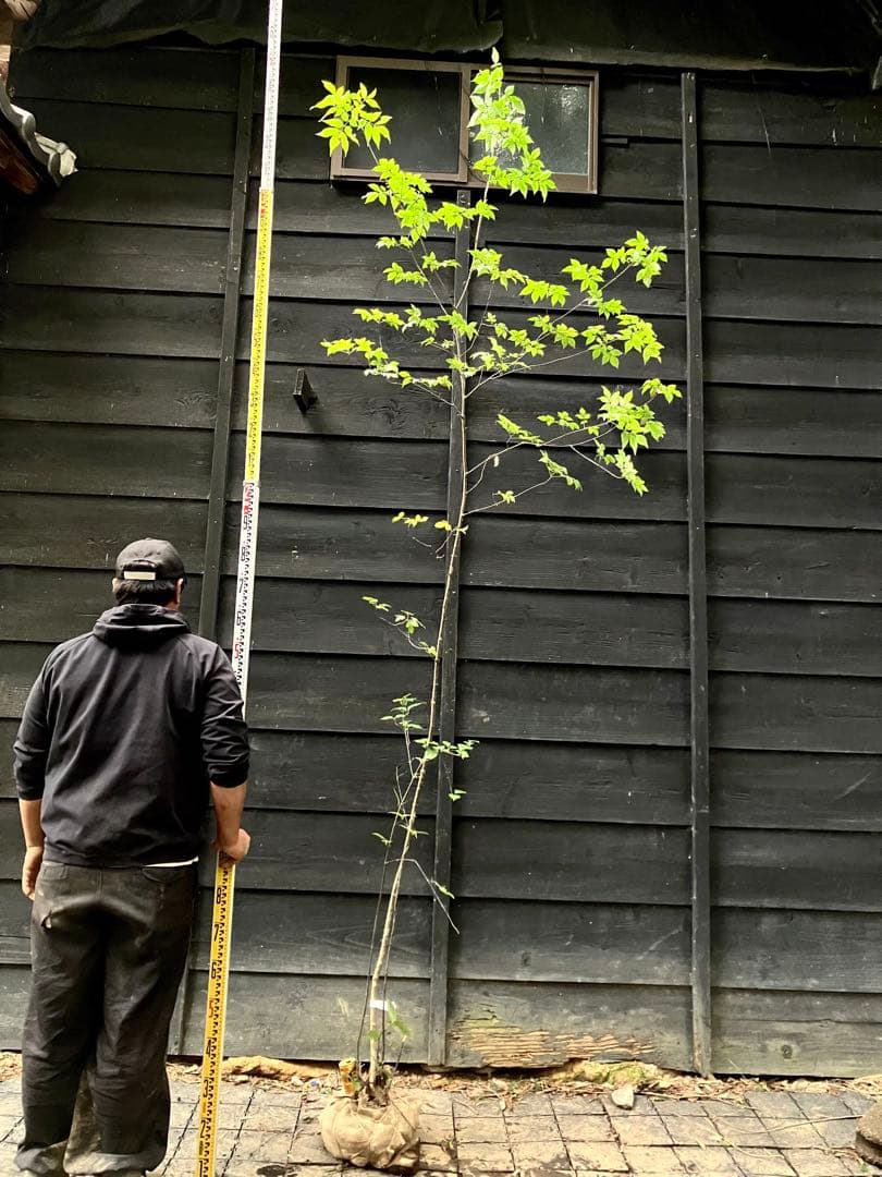 91 山採り　アオダモ　ミヤマガマズミ付き