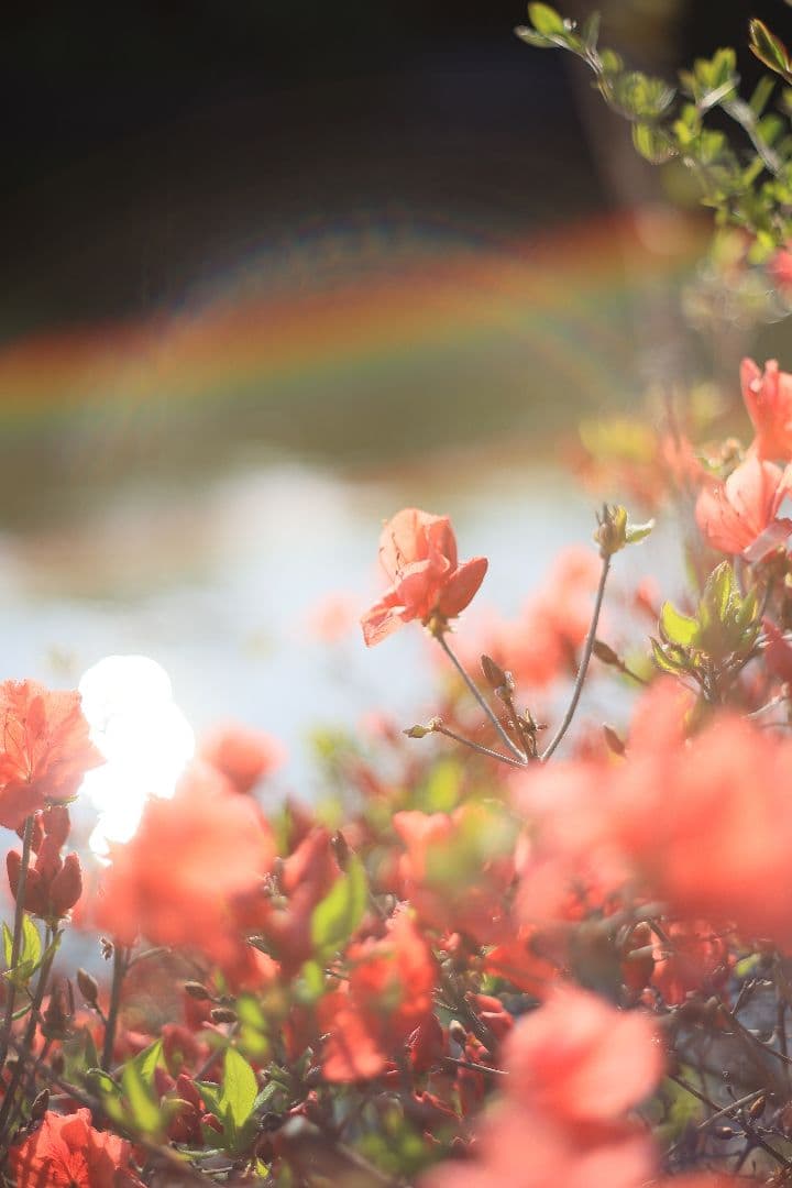 Super-Takumar 55mm F1.8 前期型 S/N：1087713