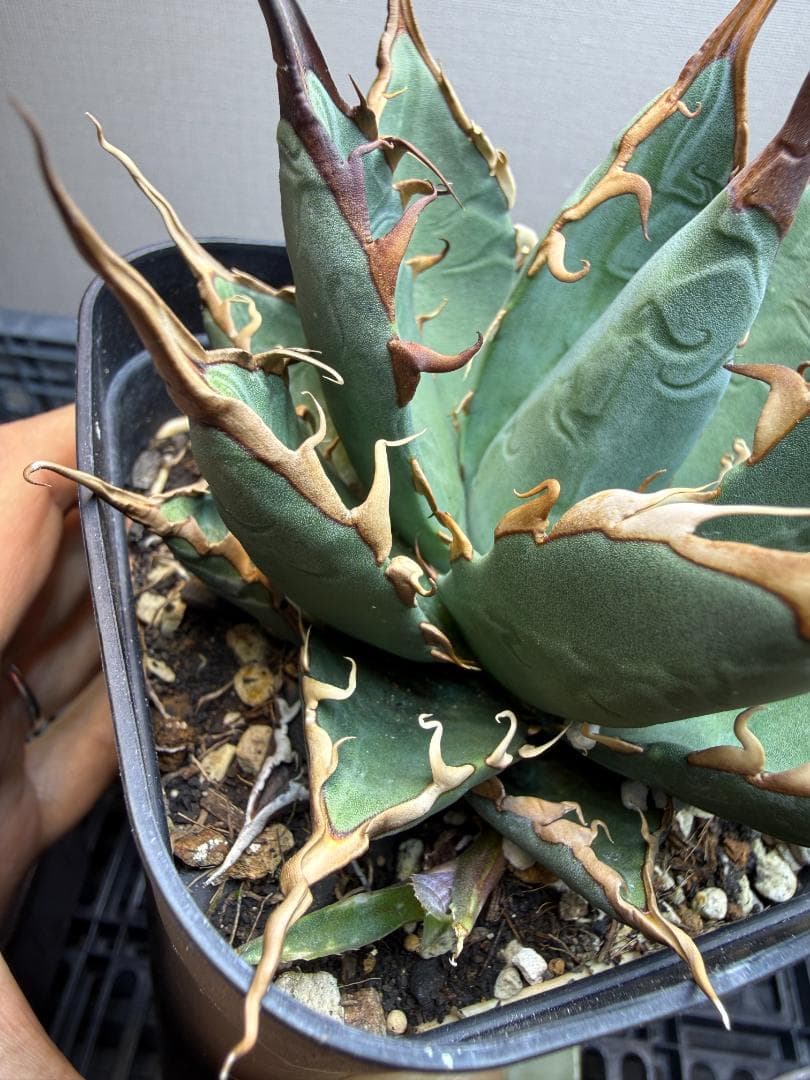 アガベ 　エボリスピナ×BB　（ハイブリッド） 子株 検）エボBB