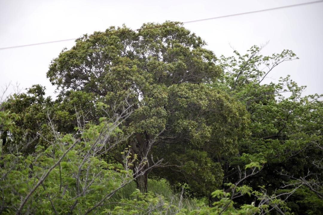 レンズ(単焦点) CANON NEW FD MACRO 100mm f/4 #7326