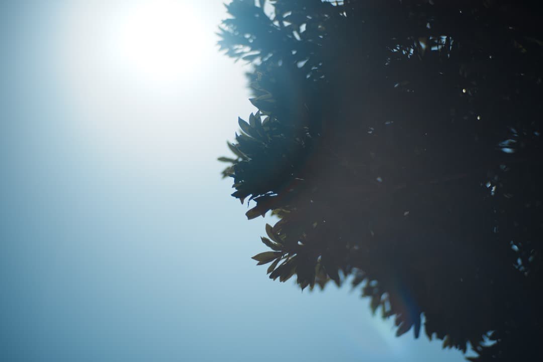 【極美品】Carl Zeiss Planar 85mm F1.4 MMJ 530