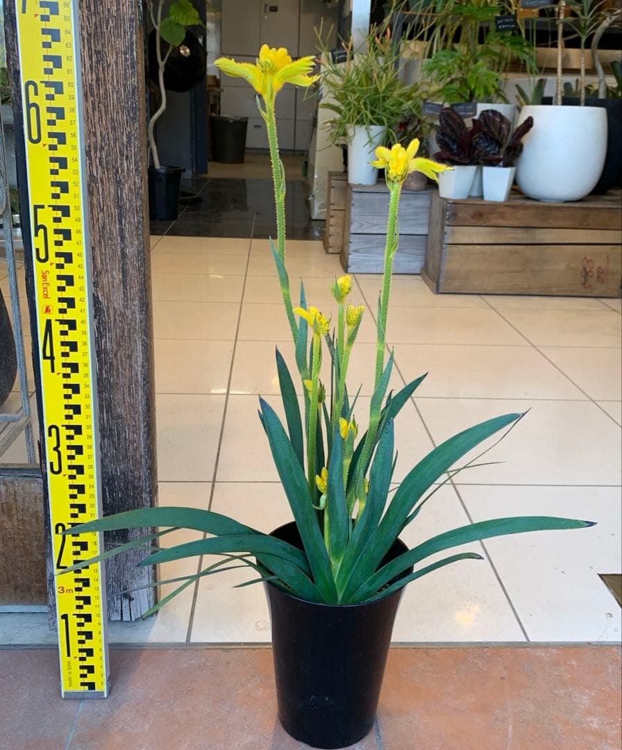 のこのこ　カンガルーポー3点