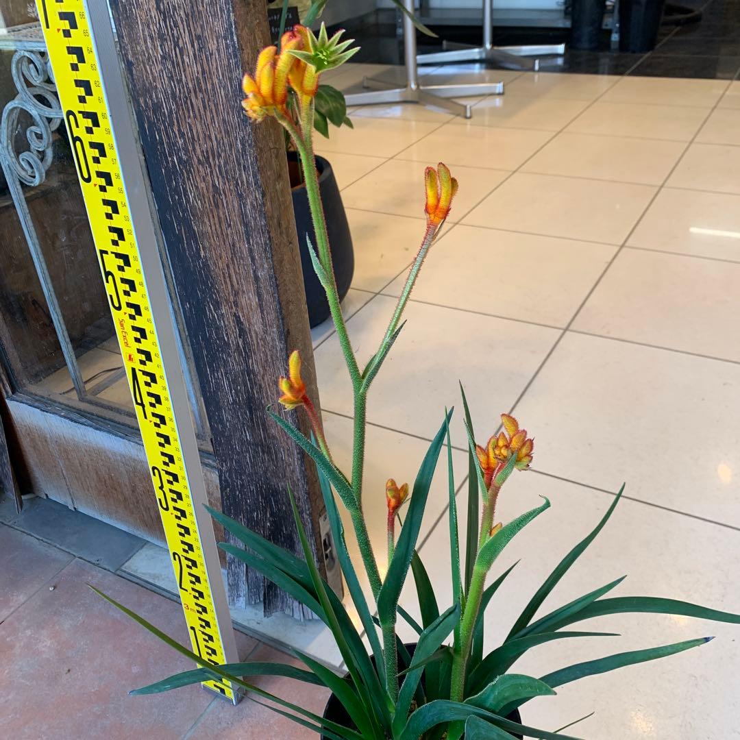 のこのこ　カンガルーポー3点