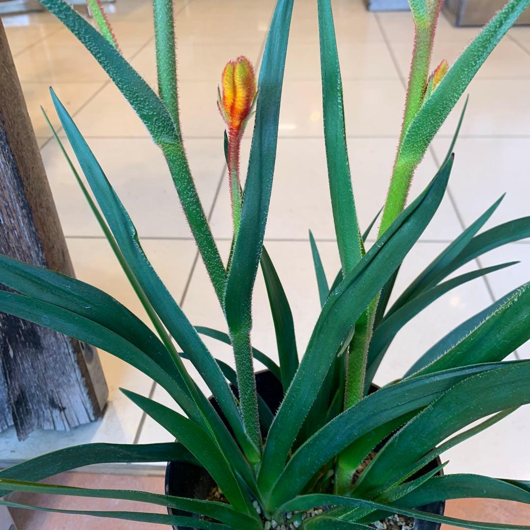 のこのこ　カンガルーポー3点