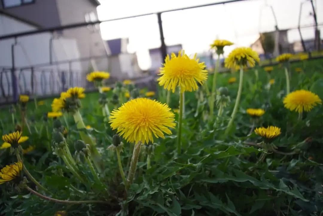 apscレンズ　TTartisan 14mmf3.5