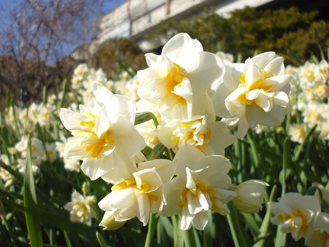 追加あり⭕️【動作確認済み】Panasonic LUMIX S DMC-S1