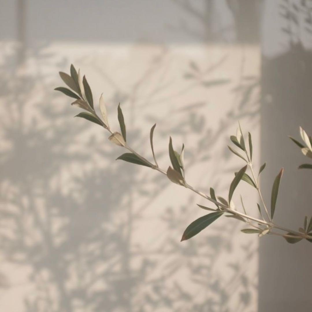 シャンプー Spring