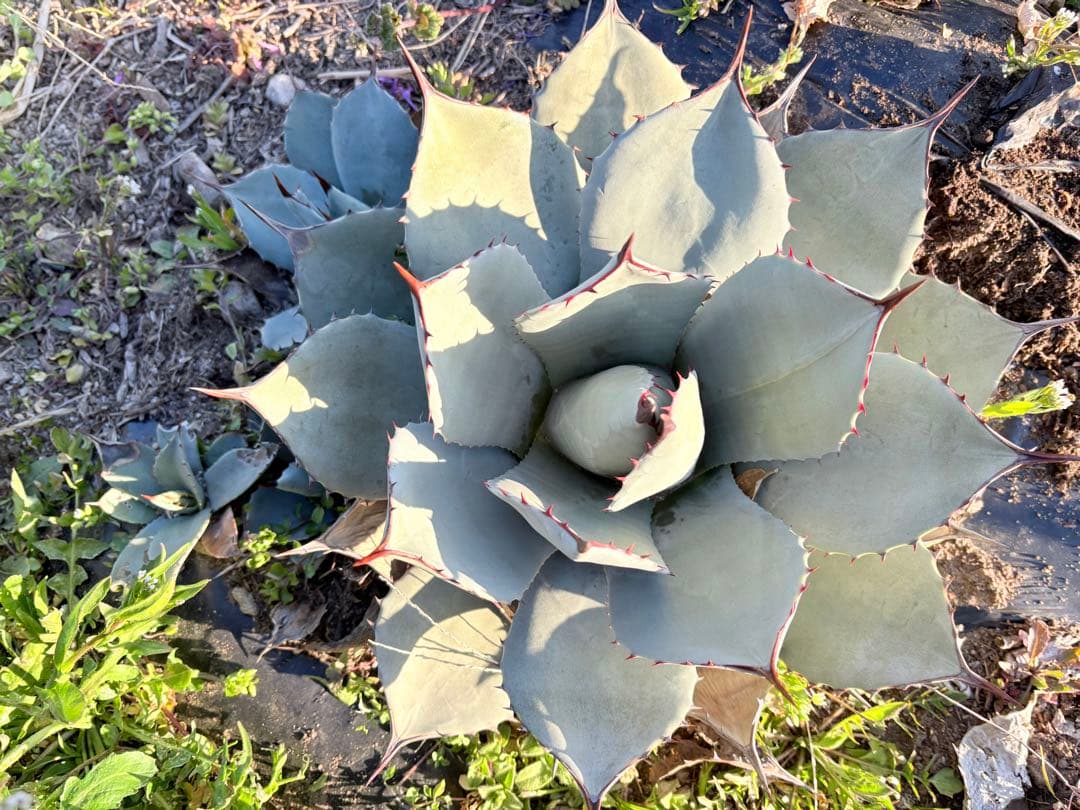 アガベ　吉祥天　3子株付き　①