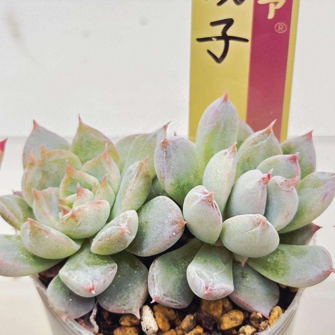 ★*★様 ㉖大きめ苗青鬼❣️ちょこん❣️そわそわ❣️おらいさん発根済 6苗メルカ