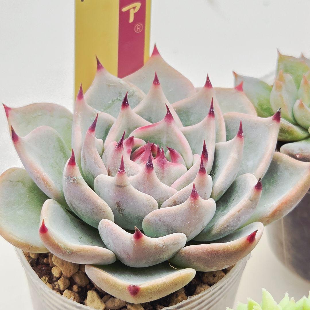 ★*★様 ㉖大きめ苗青鬼❣️ちょこん❣️そわそわ❣️おらいさん発根済 6苗メルカ