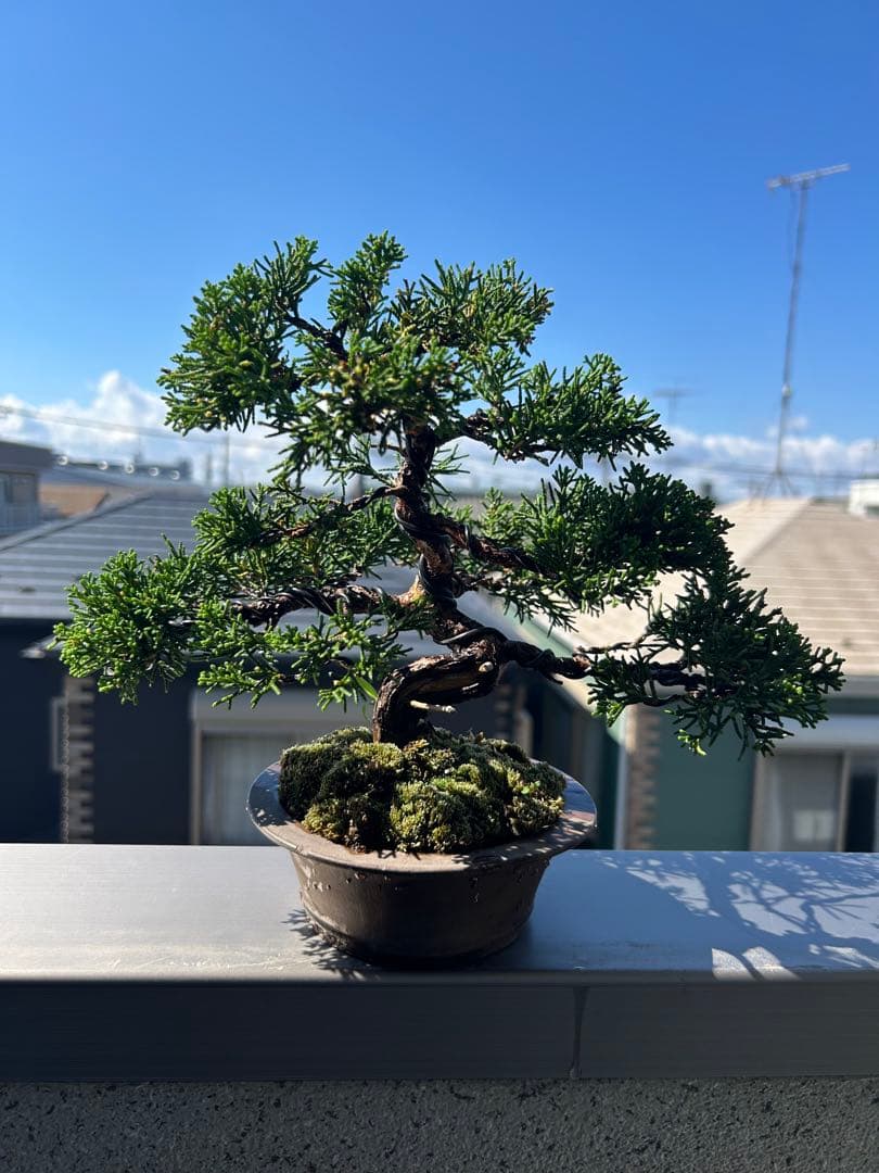 糸魚川真柏　盆栽　真柏