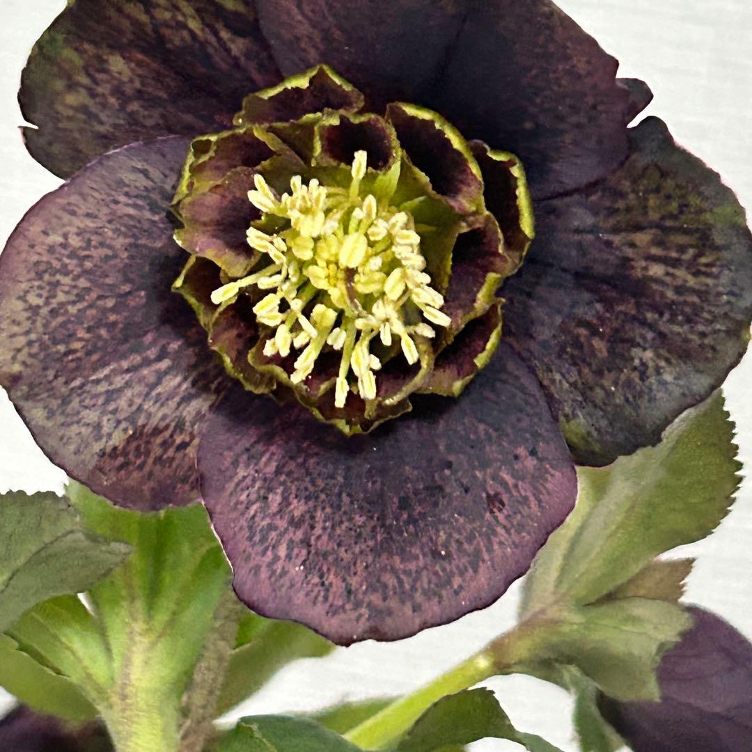 クリスマスローズセミダブルA2 花1つぼみ6