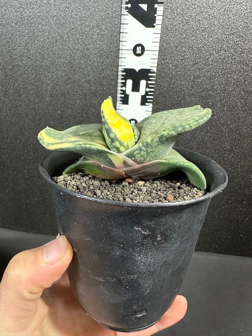 お問い合わせ苗　確認用