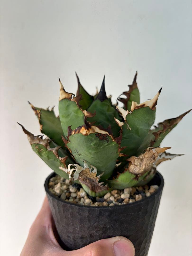 アガベ　大株セット【格安】