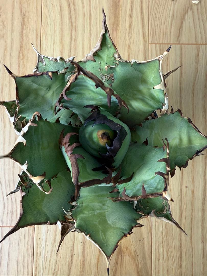 アガベ　大株セット【格安】