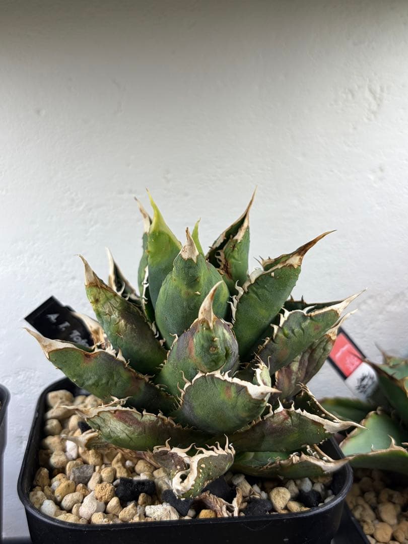 アガベ　大株セット【格安】