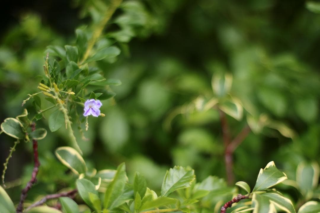 【完動品】Canon AE-1 Program NFD 50mm f/1.4